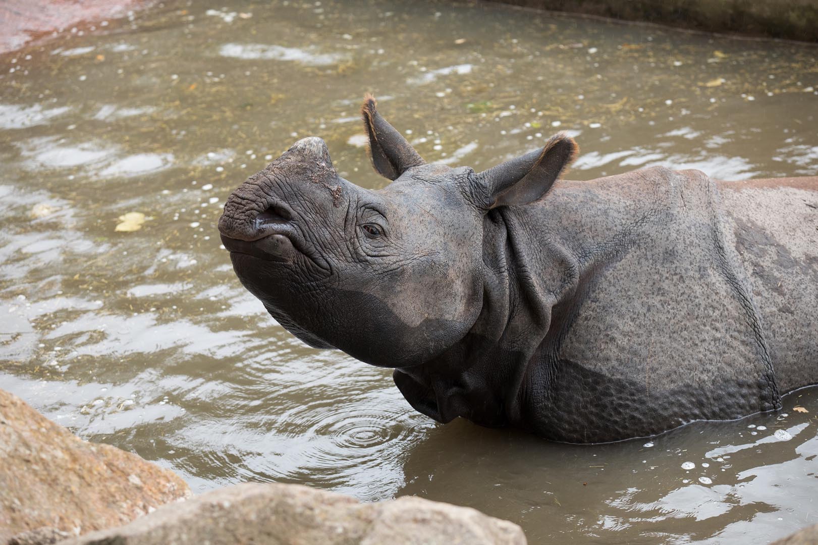 Greater one horned rhinoceros sitting in pool facing left and looking up